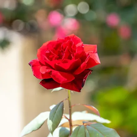 Holiday home Angela Superior Paleokastritsa